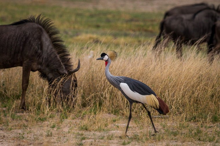 089 Zimbabwe, Hwange NP, grijze kroonkraanvogel en gnoe.jpg